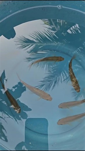 Fish dance 🩰💕🪩