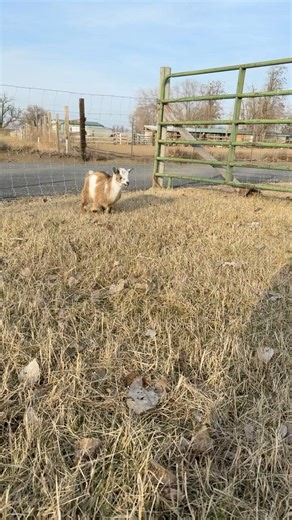 Our new Nigerian Pygmy Goats! #goats