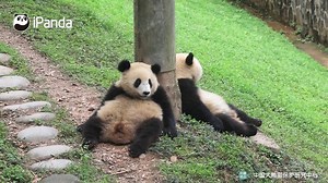 Roll, roll, roll my pandas Gently down the slope Merrily, merrily, merrily, merrily Life is so good. 🐼 🐼 🐼 #Panda #iPanda #Cute #HiPanda #CCRCGP | iPanda