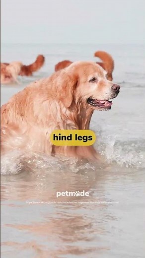 How to teach a dog to swim? | PetMade 🐾🌊