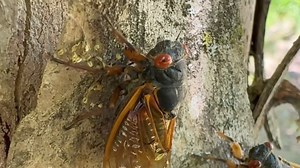 Cicada Watch 2024, I got the chance to check out the 1st part of the emergence today. They will be full on swarming this weekend and into next week. #cicadas | Brad Panovich Meteorologist