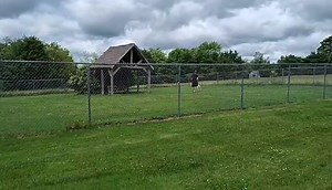 One of our favorite ways to bond with our pups is to engage in yard time with them; watching them run, sniff, and fetch gets those tongues and ears flappin' and always puts a smile on both our faces! 🥰😁 Handsome Adoptable Tucker (seen here) would be THRILLED to share in that special time with you and provide plenty of laughter and love! To learn more and apply, you can find his info and photos here: https://www.facebook.com/media/set/?set=a.652273600268984&type=3 | New England Lab Rescue