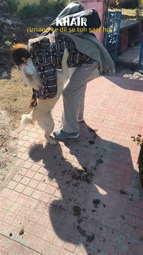 THE _PHILOCALIST.ARTIST on Instagram: "Dil se wafadaar💌🫀 . . . . . . . #reels #viral #explore #dogsofinstagram #doglover"