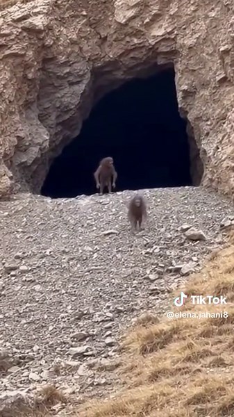 Elena Jahani (@elena.jahani8)’s videos with original sound - Elena Jahani