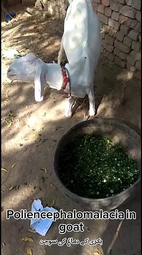 Poliencephalomalacia in goat #veterinary #goatfarm #animal #cutegoats #veterinarian | Dr Furqan Basheer