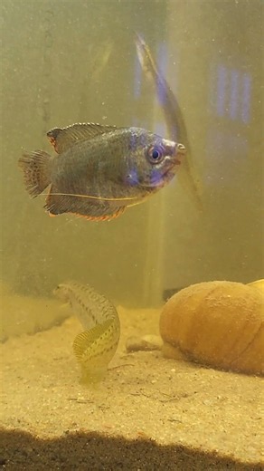 Indian Native Fish Aquarium Journey: Keeping Gourami and Peacock Eel at Home