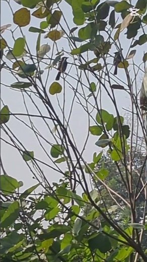 "A Short Video of Nature Magic: Nightingales (بلبل) Eating Figs 🌿"