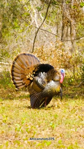 Hadzabe Epic Bow Arrow Hunt तीर से Wild Turkey मुर्गी शिकार#africa #youtubeshorts 🏹🦃😲