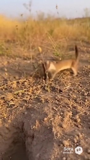 11K views · 78 reactions | "Watch how this weasel tracks and grabs a rat straight from underground — pure instinct, pure precision. Nature’s hunters don’t miss. 嶺 The wild is always one step ahead." #WeaselVsRat #WildlifeHunt #NatureUncut #AnimalInstincts #PredatorSkills #AmazingAnimalWorld #UndergroundHunt #EpicNatureMoment #WildlifeClip #SurvivalMode | Mainas Livestock Production And Marketing Ltd | Facebook