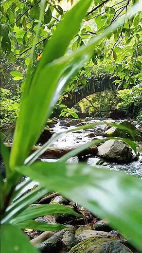natural river flow in tropical rainforest #nature #river #forest #riversounds
