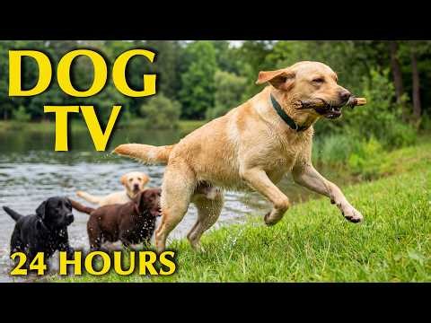 24/7 Dog TV: All Day Calming Music for Anxious Dogs |Anti-Anxiety Videos to Prevent Boredom for Dogs