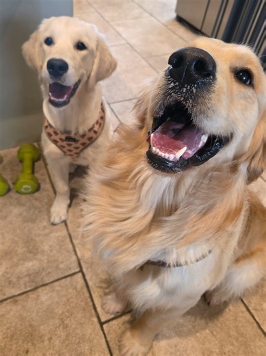 Happy Monday! Kids are back to school. We've had 1 day of sunshine which made everyone feel happier and now normal life resumes 🐾 #goldenretriever #monday #farmlife #mumlife