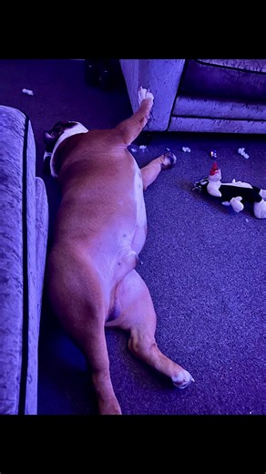 My little Ralphy 💙💙#fyp #englishbulldog #englishbulldogsoftiktok #englishbulldoglover