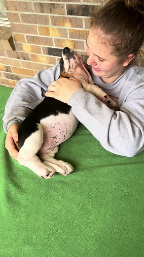 Snuggle Theif! Lol #snuggles #photoshoot #basset #bassethoundsoftiktok #maplestreetbassets #bassethoundpuppy #babydog #fypシ゚viral #fyp #viral #basset #hounddoggirl