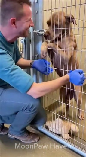 The Shelter Dog Brought His Toy… Like a Gift 🐾🧸 #dogrescue #dogshelter #rescuedog