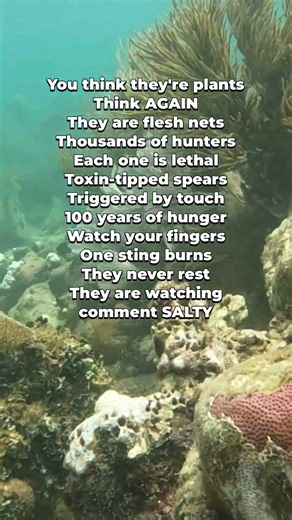Sea Fans - The Lethal Flesh Nets of the Deep