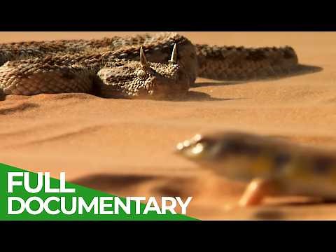 Wild Frontier – Deserts of the Middle East | Free Documentary Nature