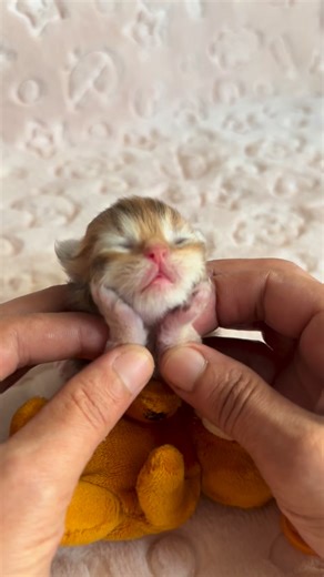 Alp CAGLAR HOUSE CATTERY on Instagram: "small 😭 📌 “She nursed from her mother, had her bath, enjoyed her time… and in the end, she gifted us this timeless moment. 😊 . #fblifestyle #fblifestyletyle #fblive . #cats #catsofinstagram #funnycats #funnycat #catsgram #cats_of_world #にゃんすたぐらむ #냥스타그램"