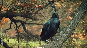 close-up portrait. Wild huge black northern raven on branch pecks tree bark. Backdrop autumn nature orange yellow leaves. Aggressive bird pest. fluffs feathers, flaps its wings, grew up from cold