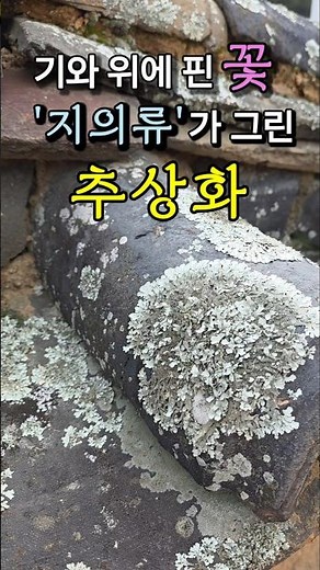 Lichen. Fungi + Algae. Symbiotic organisms. Clothing of the earth that grows covering trees, rock...