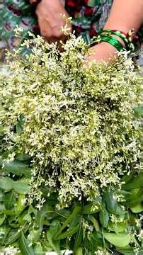 Collecting Neem Flowers for Ugadi Pachadi.