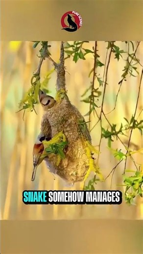 The Bird That Built a Fake Room to Trick Snakes 🐍