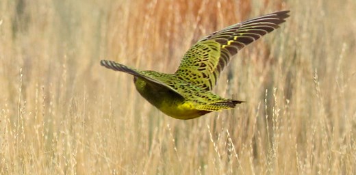 ‘Breakthrough discovery’: Indigenous Rangers in outback WA find up to 50 night parrots – one of Australia’s most elusive birds