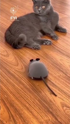 This Cat’s Reaction to a Toy Mouse Is WAY Too Funny 😂