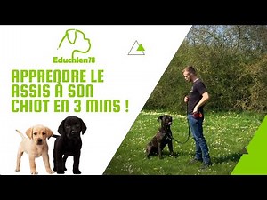 APPRENDRE LE ASSIS A SON CHIOT EN 3 MINUTES !!!