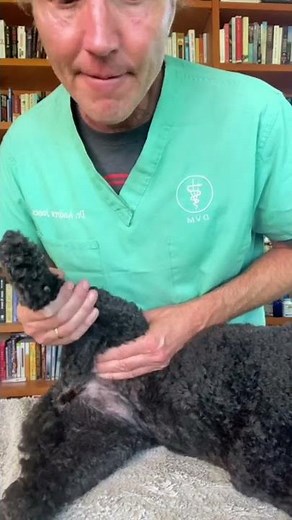 3 First Aid Tips That Could Save Your Dog’s Life