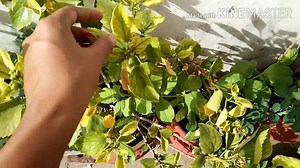 Hibiscus buds falling||leaves turn yellow & dry||Reason & solution