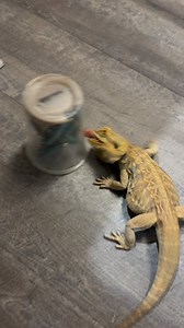 Chuck wants hornworms, not veggies! #livefeeding #reptile #hornworm | bougie_beardies