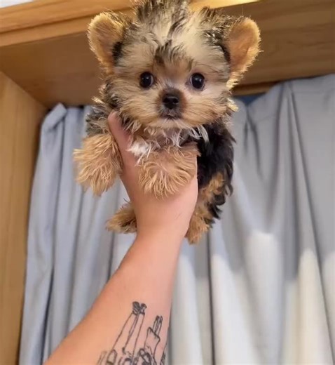 Adopt Adorable Teacup Yorkie Puppies Today