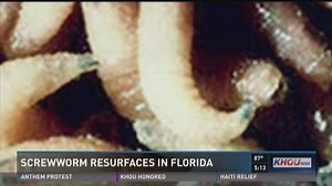 Parasite that can eat pets alive resurfaces in Florida