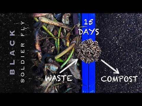 Make Fast Compost At Home With Black Soldier Fly Larvae