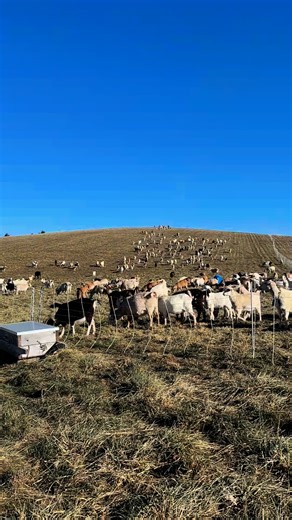 Time for the fall bulk up | Iowa Kiko Goats