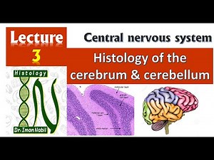 3-Histology of Cerebrum and Cerebellum-CNS