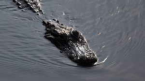 1 dead after alligator attack in South Carolina