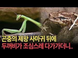 Eat or Be Eaten... A Record of Insects' Fierce Four-Season Survival [Environment Special - The Wo...