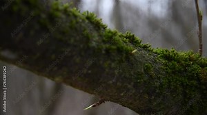Close-up view of alder tree branch with small young buds and with green moss covered bark in deep dark forest. Soft focus. Real time handheld video. Fairy tale. Spooky natural background theme.