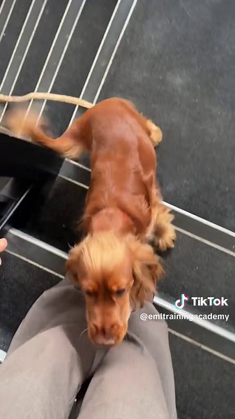 The kings of EML are in the building @Erin #funny #salonlife #nailsalon #salondog #beautytraining