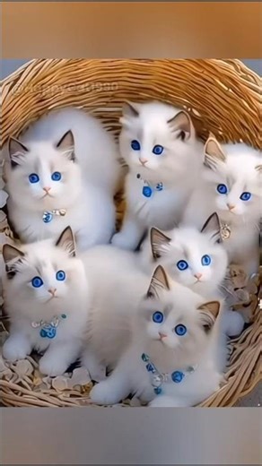Amazing Blue-Eyed Kittens #shorts #amazing #eyed #kitten