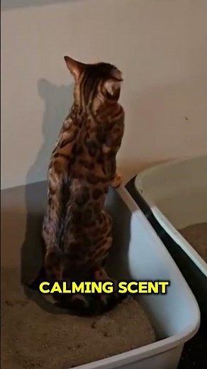 How to Stop Your Cat from Peeing Outside the Litter Box — Fast