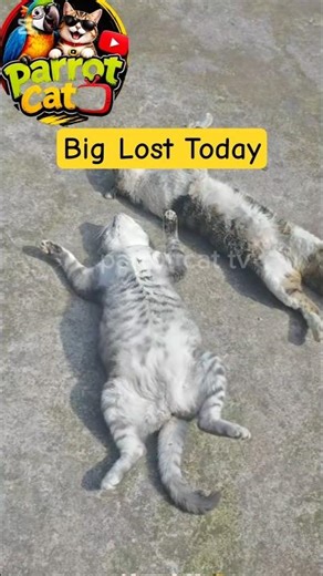 Hilarious Cat Prank Short | Two Cats Meowing Fight Then Lying Like Dead #cat #viral #funny #shorts