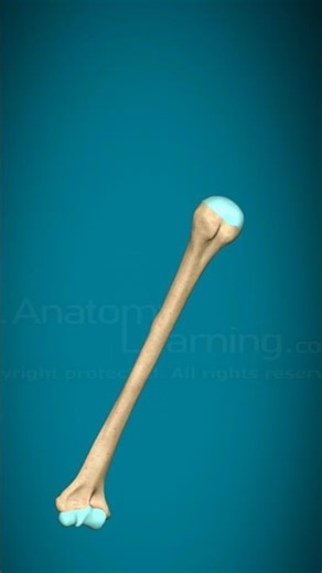 "3D Anatomy of the Humerus Bone | Detailed Bone Structure Explained"