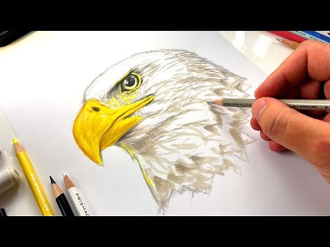 How To Draw A Bald Eagle Head - Advanced