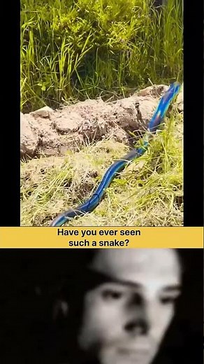 The World's Most Beautiful Blue Snake 🐍 Shorts #SnakeFacts #AnimalFacts #BlueSnake #wildlifefacts
