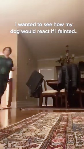 Playing Dead in Front of a Dog: A Funny Encounter