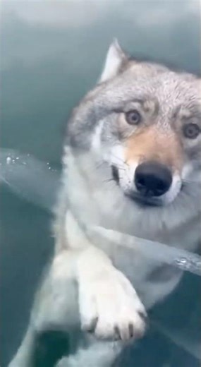 The Wolf Pack Waited Outside the Rescue Center