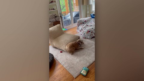 Epic animal fails